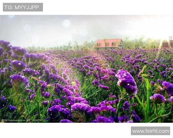 花海王者绽放浪漫奇迹谱写自然与荣耀交织的梦幻篇章